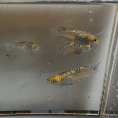 メダカ 雷神⚡️ 2ペアの画像