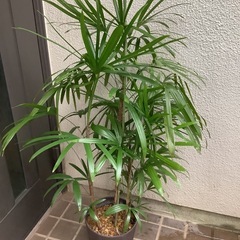 🪴棕櫚竹(シュロチク)観葉植物Eの画像