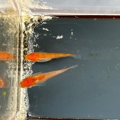 メダカ 篤姫 1ペア＋メスの画像