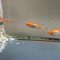 メダカ 篤姫 1ペア＋メスの画像