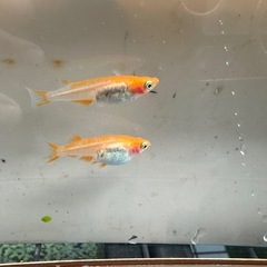メダカ 篤姫 1ペア＋メスの画像