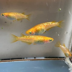 メダカ 蜜柑🍊  1ペア＋メス2匹の画像