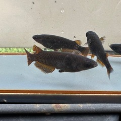 メダカ 黒心龍🐉 2ペア  種親クラスの画像