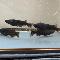 メダカ 黒心龍🐉 2ペア  種親クラスの画像