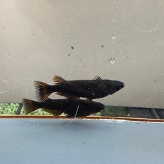 メダカ 黒心龍🐉 2ペア  種親クラスの画像