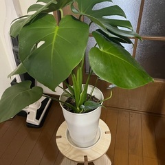 観葉植物モンステラ🪴の画像