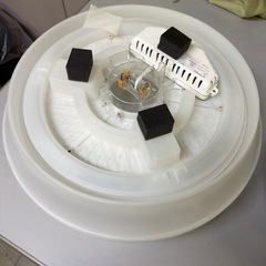 照明２つで1000円の画像