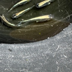 メダカ 古龍系黒幹之ロゼ 2ペア＋メスの画像