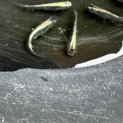 メダカ 古龍系黒幹之ロゼ 2ペア＋メスの画像