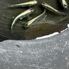 メダカ 古龍系黒幹之ロゼ 2ペア＋メスの画像