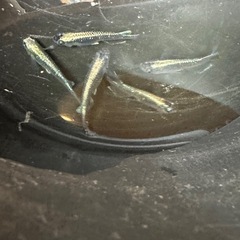 メダカ 古龍系黒幹之ロゼ 2ペア＋メスの画像