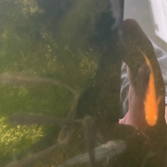 【決まりました】‼️他品有り‼️金魚　メダカ　エビ　貝　石　水草　等々容器ごと持って帰って頂ける方限定の画像