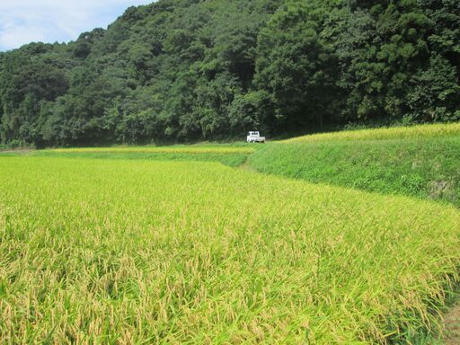 （限定販売）令和7年産コシヒカリ玄米30㎏1袋 16,000円