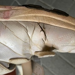 野球　アップシューズの画像