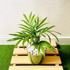 テーブルヤシ　観葉植物　鉢植え　そのまま飾れる　盆栽風の画像
