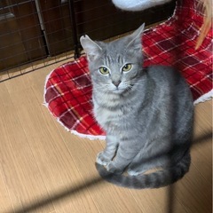 キリッとかっこいいサバトラ猫