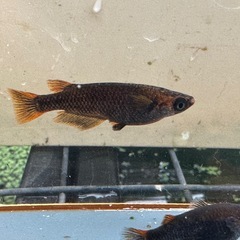 メダカ 心龍🐉 1ペア＋メス 極上の画像