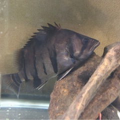 ダトニオプラスワン　古代魚　　熱帯魚　アクアリウム　大型魚の画像