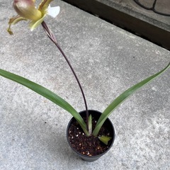 植物　洋ラン　パフィオペディラム②の画像