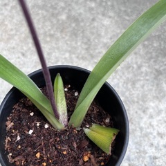 植物　洋ラン　パフィオペディラム②の画像