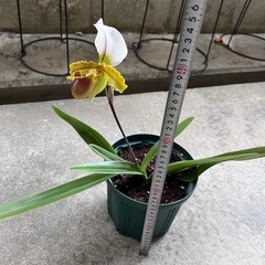 植物　洋ラン　パフィオペディラム③の画像