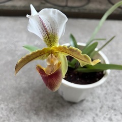 植物　洋ラン　パフィオペディラム④の画像