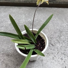 植物　洋ラン　パフィオペディラム④の画像