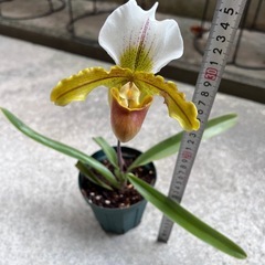 植物　洋ラン　パフィオペディラム⑤の画像