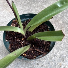 植物　洋ラン　パフィオペディラム⑤の画像