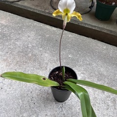 植物　洋ラン　パフィオペディラム⑥の画像