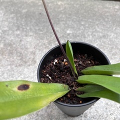 植物　洋ラン　パフィオペディラム⑥の画像