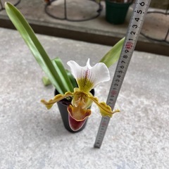 植物　洋ラン　パフィオペディラム⑥の画像