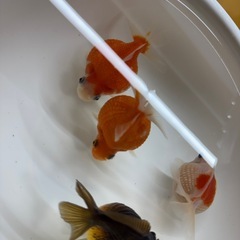 金魚 ピンポンパール 明け２歳 ４匹の画像