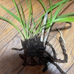 春蘭　花芽付き　1株　綺麗なお花が見られますよ〜❤️ 100円で出品しているお花をプレゼントします　最終価格です　お早めに　5日受け渡し出来ます の画像