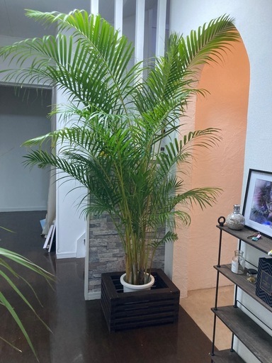 観葉植物?アレカヤシ✨
