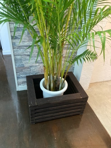 観葉植物?アレカヤシ✨
