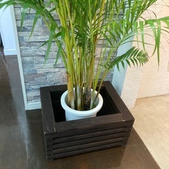 観葉植物🪴アレカヤシ✨
の画像