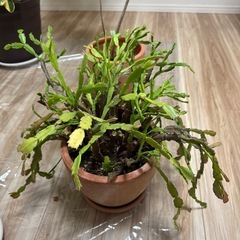 観葉植物の画像