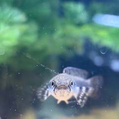 チャンナプルクラの画像