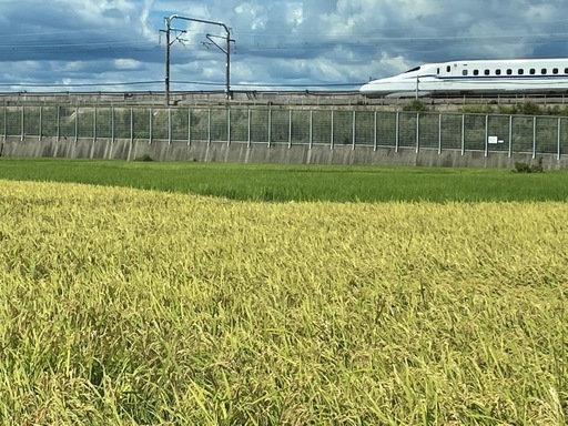 お値下げ　令和7年豊川産コシヒカリ　玄米30キロ　18000円