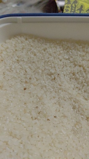 もみ米 コシヒカリ　　令和7年産