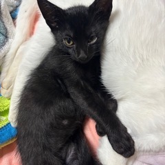 （急募）子猫里親募集!!