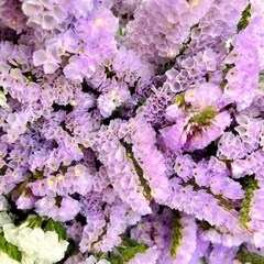 レアカラー　スターチス    生花　ドライフラワー　ミモザの画像