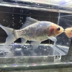 国産　愛知県産　変わり朱文金　１２cmくらい　金魚　観賞魚の画像