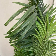 フェイクグリーン　南国風の画像