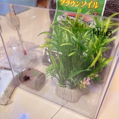 水槽セットの画像