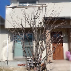 剪定　消毒　伐採　抜根の画像