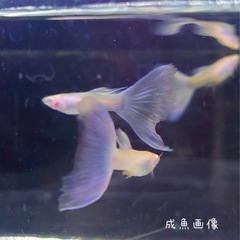 【期間限定】RREAモスコーブルーグッピー  アルビノ １ペアの画像