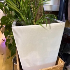 陶器鉢　植木鉢の画像