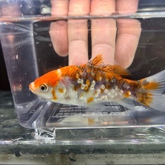 国産　有名養魚場産　五色系銀鱗和金②　８〜９cmくらい　金魚　観賞魚の画像